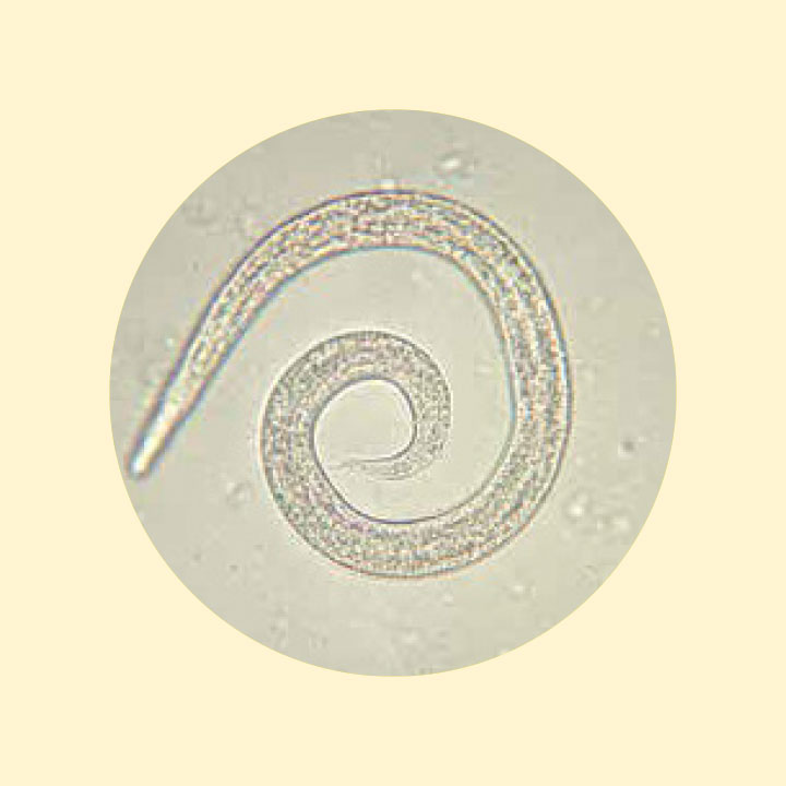lungworm